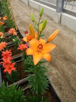 [5022 Benfica No01.JPG]